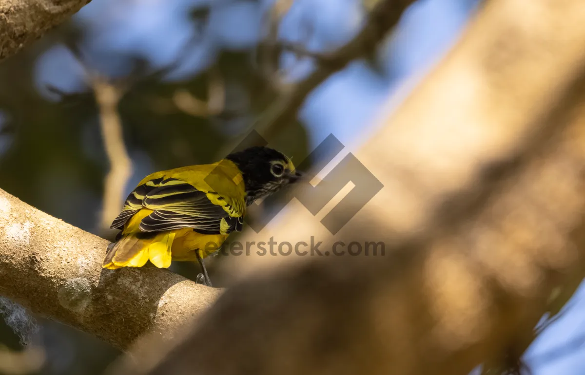 Picture of Close-up of yellow bird's eye with beak