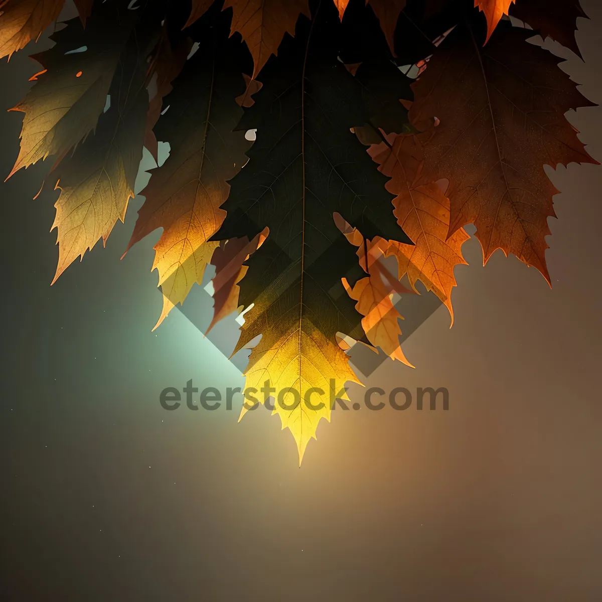 Picture of Golden Maple Leaf in Autumn Forest