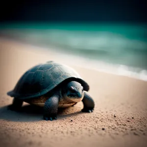 Serene Sea Turtle Gliding through Aquatic Bliss