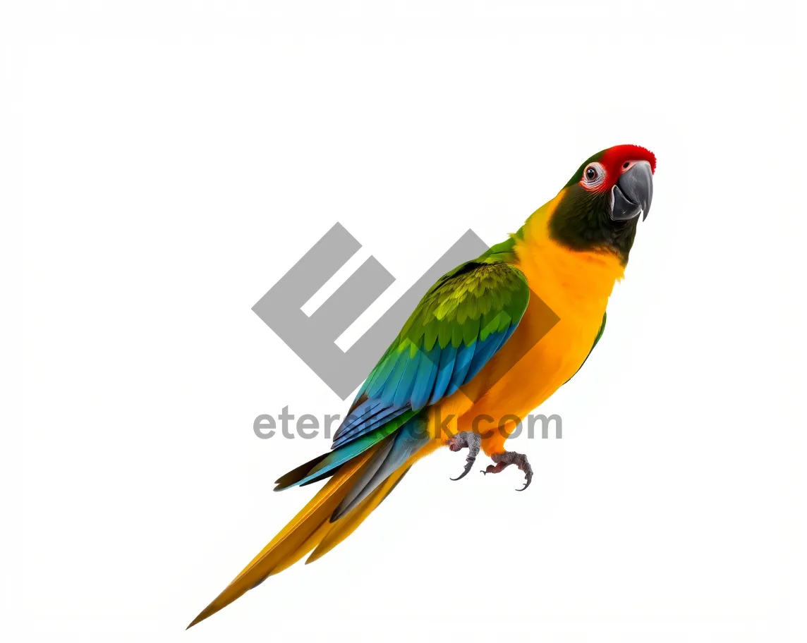 Picture of Colorful Parrot with Yellow Feathers in Tropical Zoo