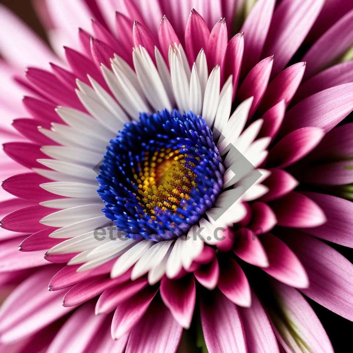 Picture of Vibrant Daisy Blossom in Full Bloom