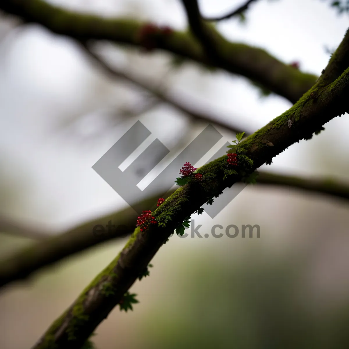 Picture of Blooming Spring Garden with Walking Stick Insect