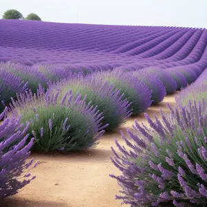 Beautiful Lavender Field in a Colorful Garden