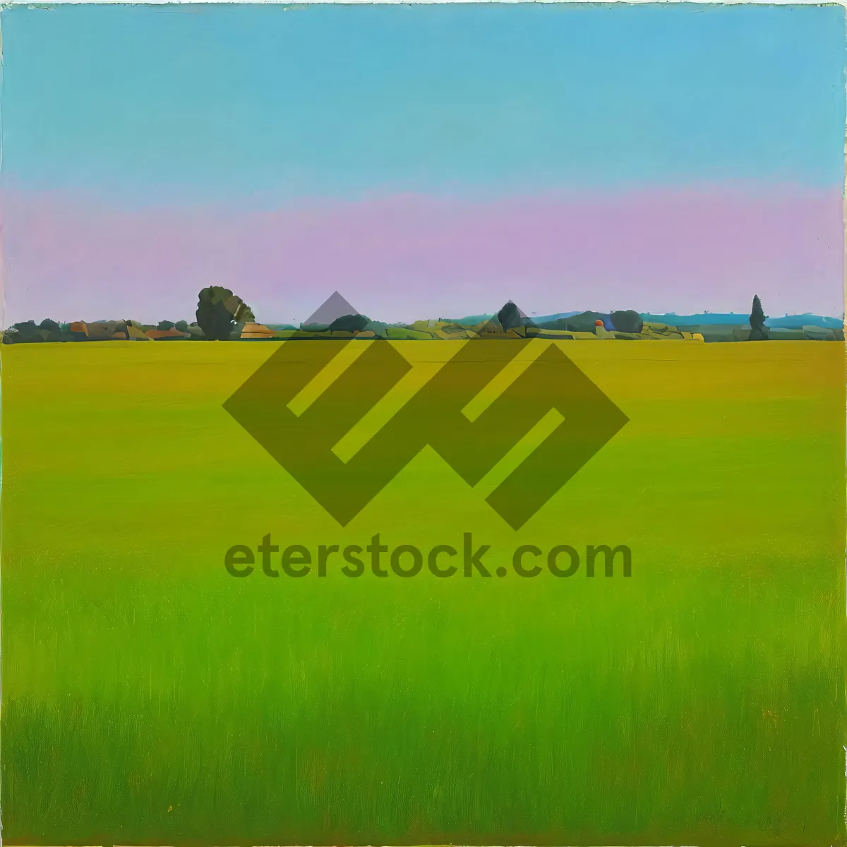 Picture of Rural Landscape: Fields of Golden Wheat Under Clear Skies