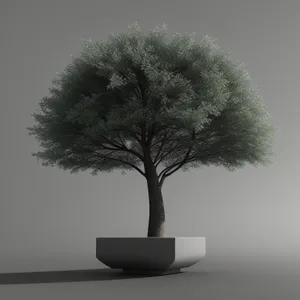 Bonsai Tree in Spring: Graceful Growth in Silhouette