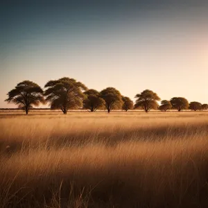 Golden Wheat Field Under Sunlit Dramatic Sky