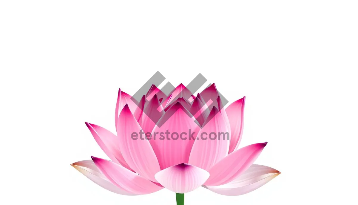 Picture of Colorful Lotus Icon Design - Pink Flower Art Symbol