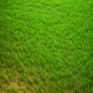Vibrant Rice Field Under Sunny Sky
