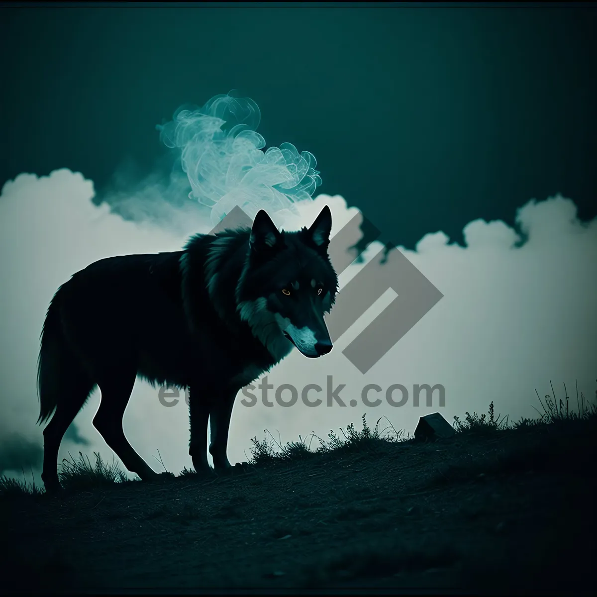 Picture of Black watchdog on the farm, loyal and alert