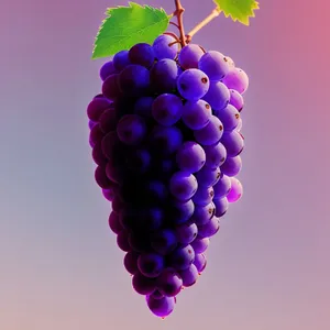 Autumn Harvest: Juicy Purple Grape Cluster in Vineyard