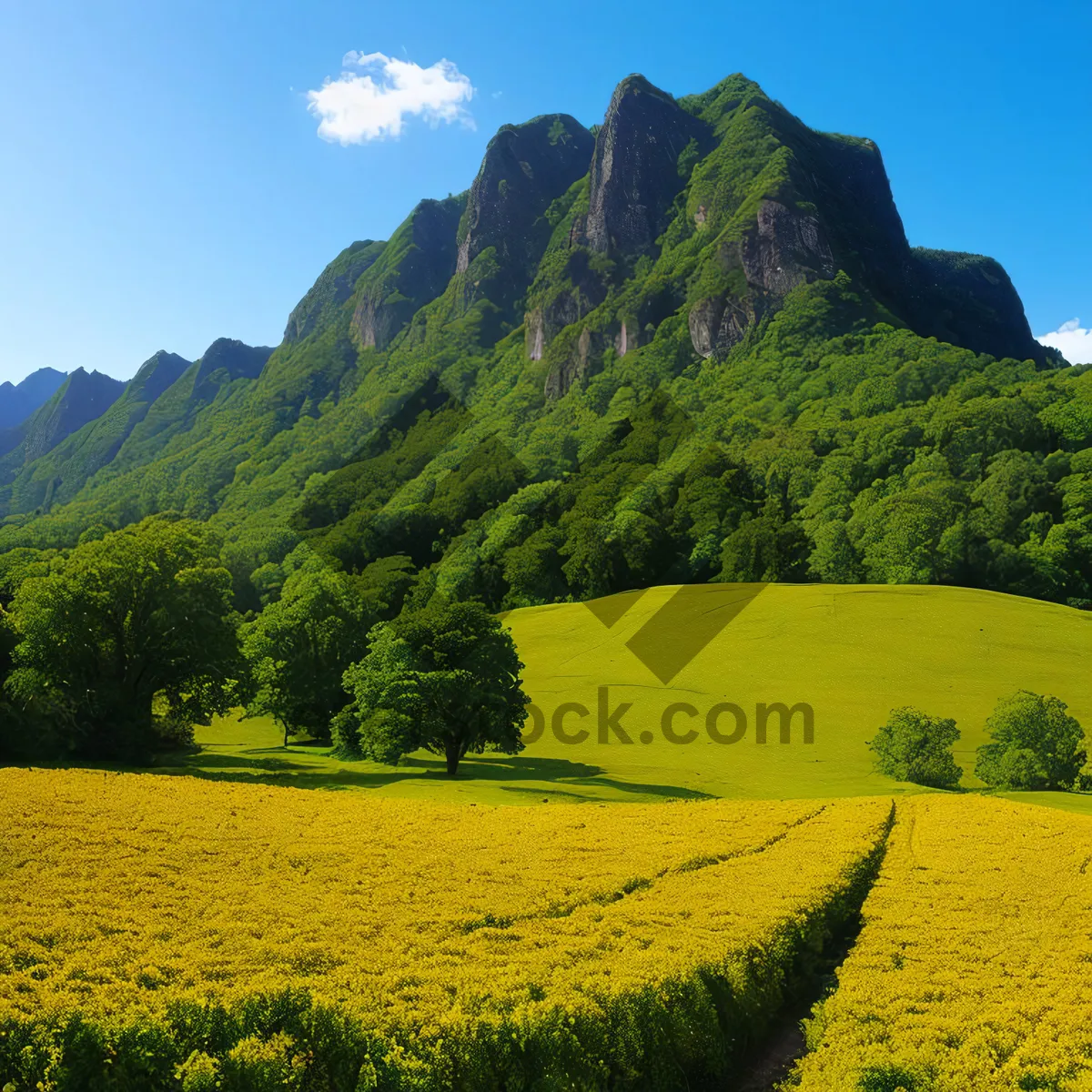 Picture of Golden Fields: Vibrant Rapeseed Landscape Under a Blue Sky