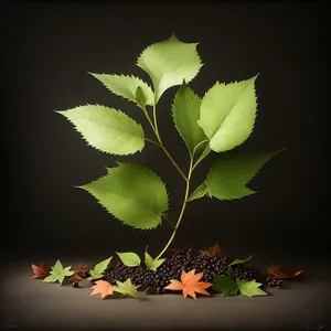 Lush Summer Holly Leaf, Vibrant Foliage