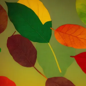 Vibrant Autumn Smoke Tree Leaves in Garden.