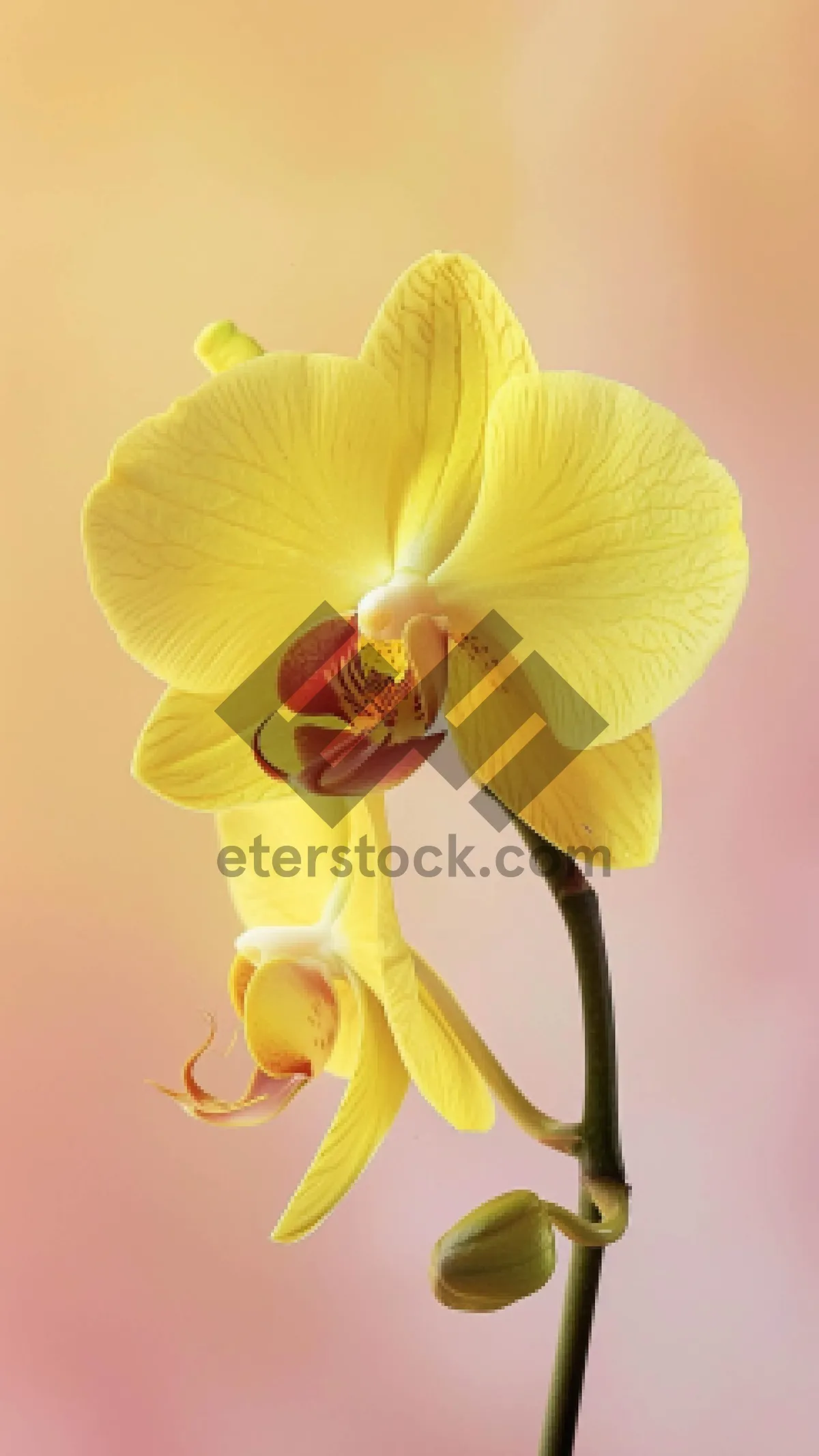 Picture of Yellow Spring Lily Blossom with Fresh Petals