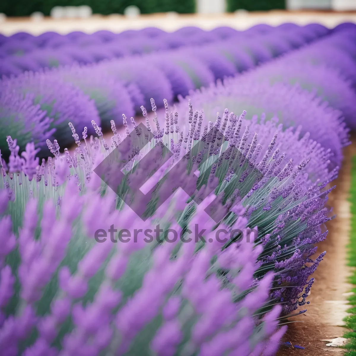 Picture of Colorful Herb Artichoke: Vibrant Purple Flower in Teasel Plant