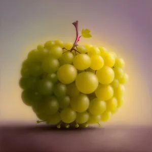 Fresh Juicy Berry Harvest for Organic Vineyard Winery