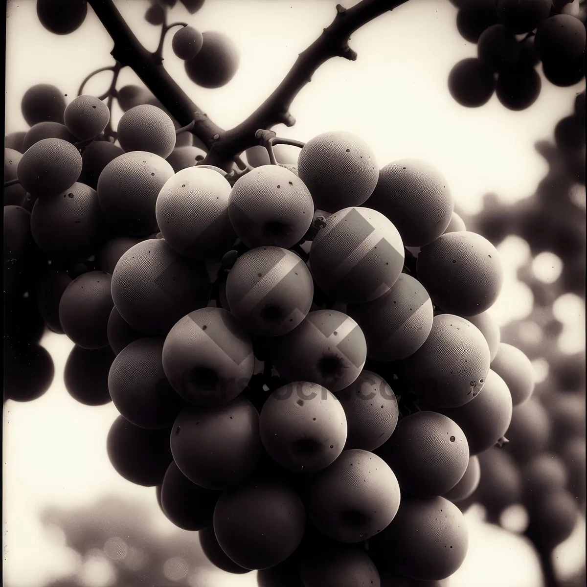 Picture of Sweet and Juicy Grape Cluster in Vineyard