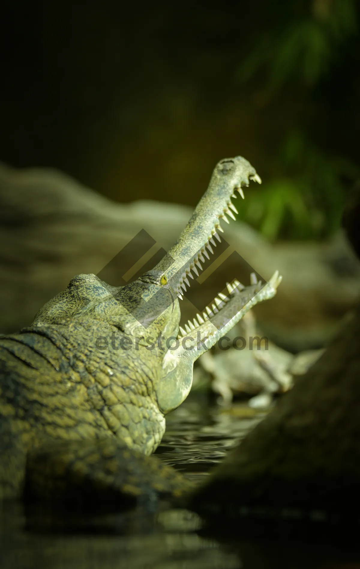 Picture of Wild Crocodile in Wildlife Habitat