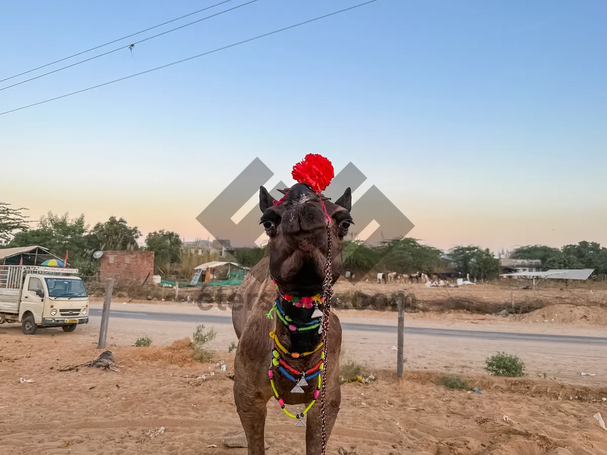 Picture of Desert equestrian cowboy riding horse with bow and arrow