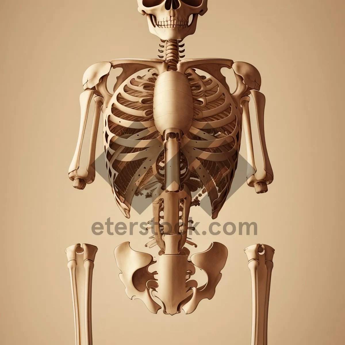 Picture of Human skeleton with chime instrument for medical science