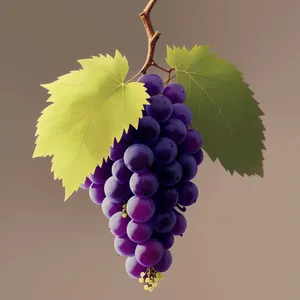 Juicy Autumn Harvest: Fresh and Organic Purple Grapes