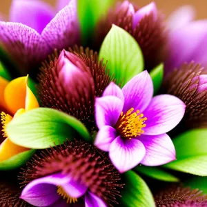 Vibrant Pink Daisy Blossom in Summer Garden