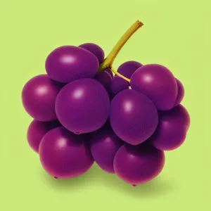 Fresh and Juicy Grape Vine Cluster