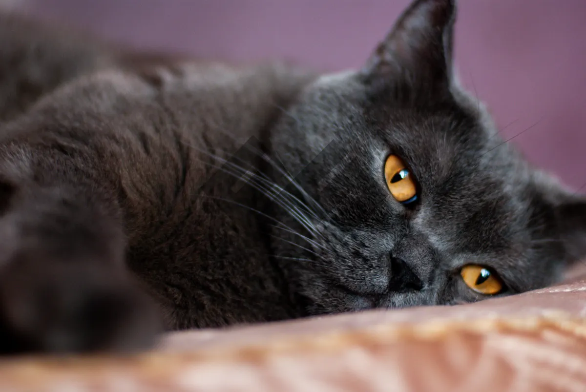 Picture of Playful fluffy gray kitten with curious eyes.