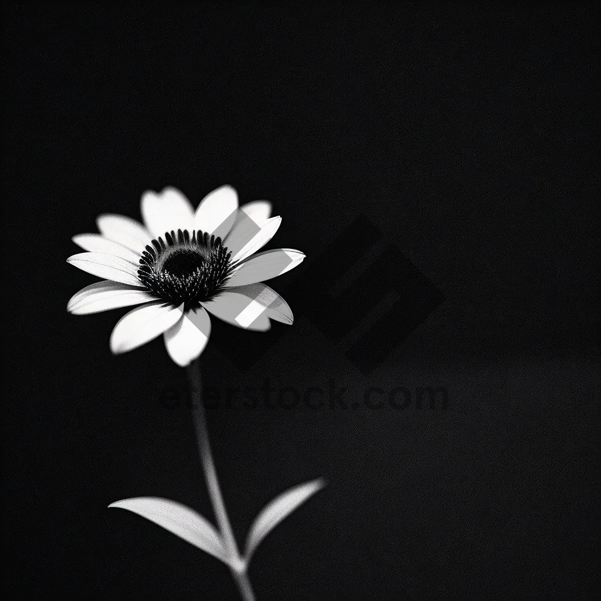 Picture of Bright Yellow Daisy Petals in Bloom