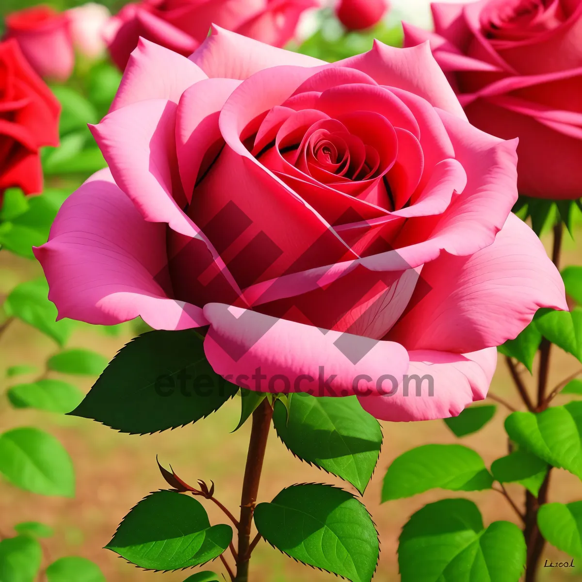 Picture of Blooming Love: Romantic Pink Rose Bouquet