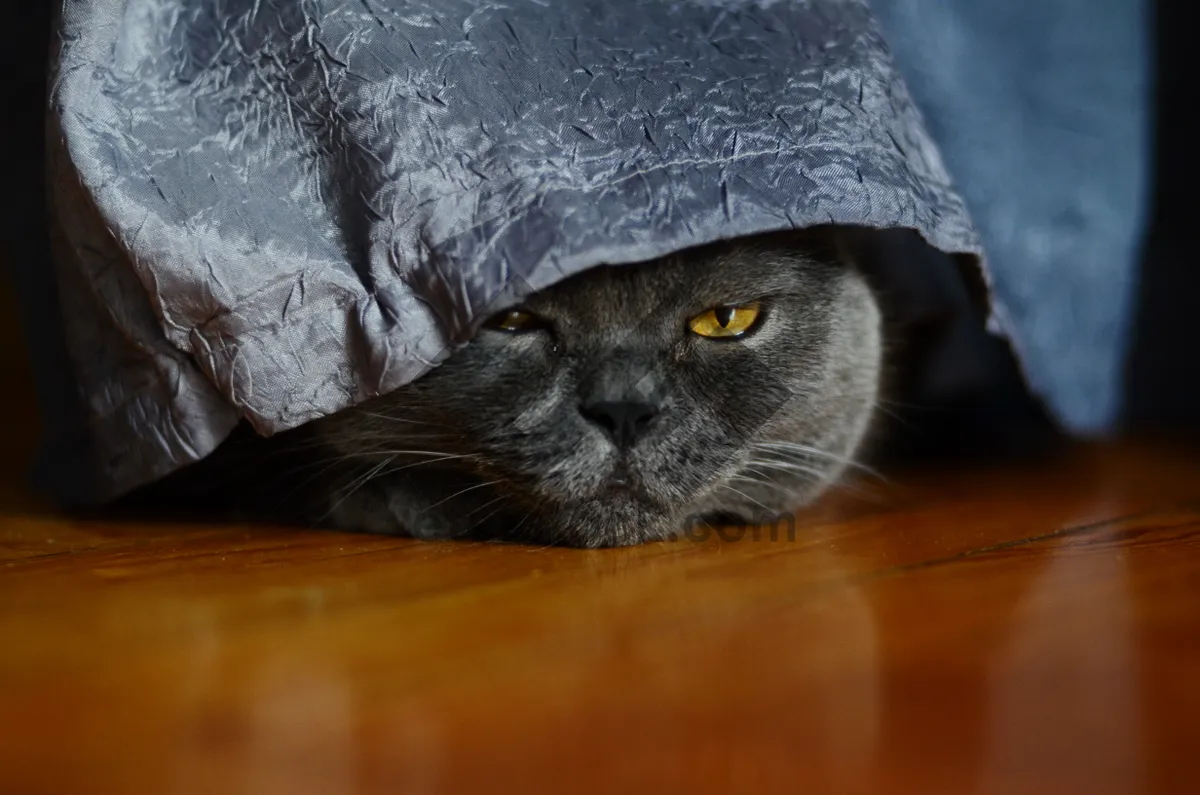 Picture of Furry gray cat with captivating eyes and whiskers