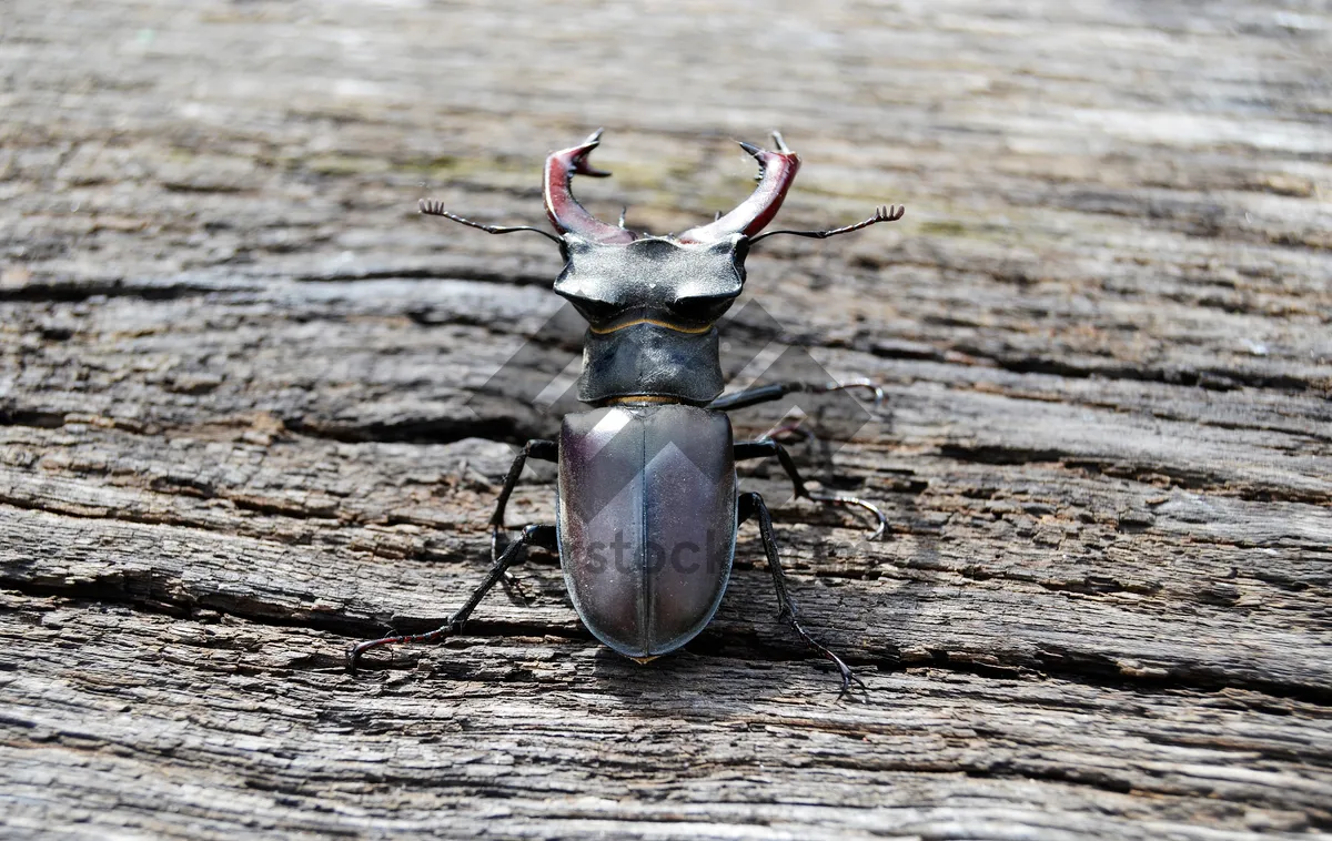 Picture of Close-up of a Rhinoceros Beetle.