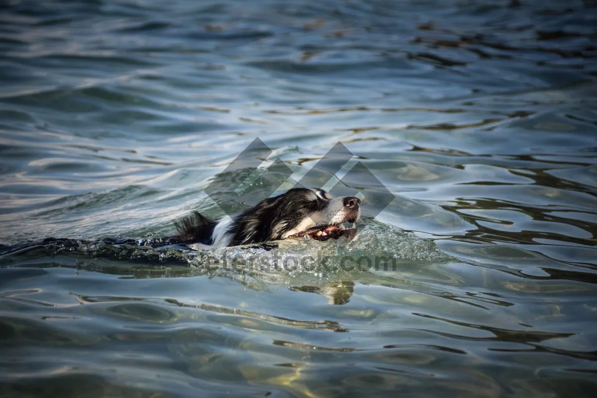 Picture of Ocean bird swimming with otter in calm sea