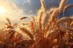 Golden Wheat Field Under Summer Sky