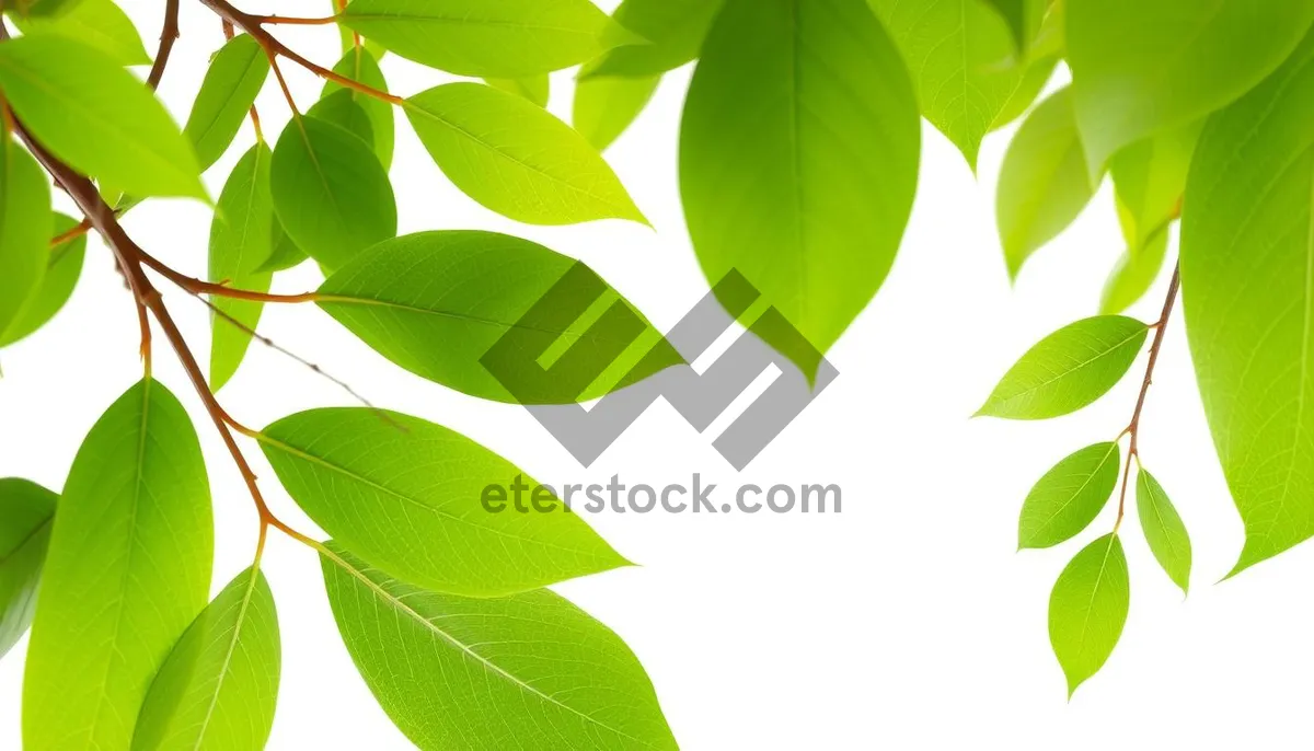 Picture of Summer forest design with floral tree branches pattern