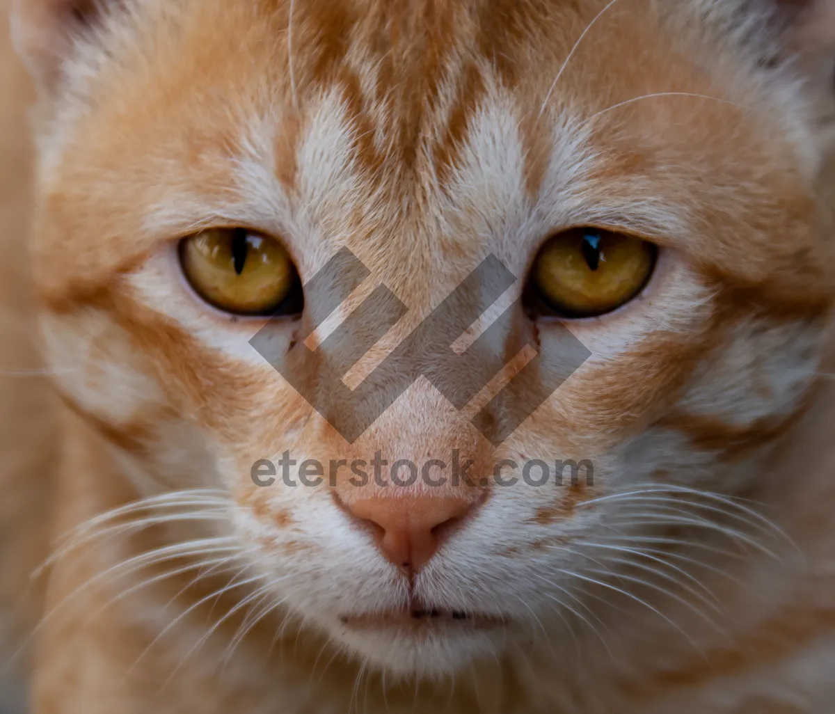 Picture of Furry Tabby Cat with Intense Stare