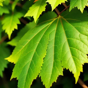 Vibrant Maple Leaves in Sunlit Forest