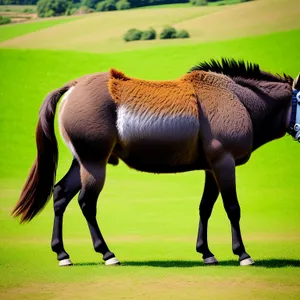 Brown Stallion Galloping in Rural Meadow