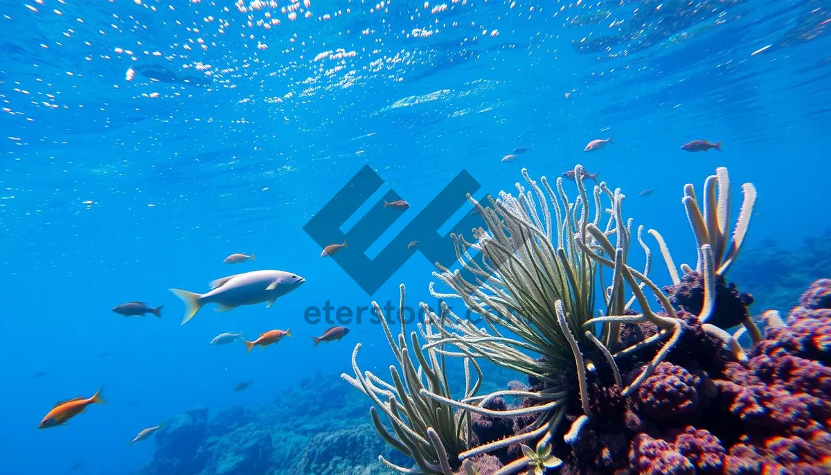 Picture of Colorful Tropical Fish Swimming in Sunlit Coral Reef