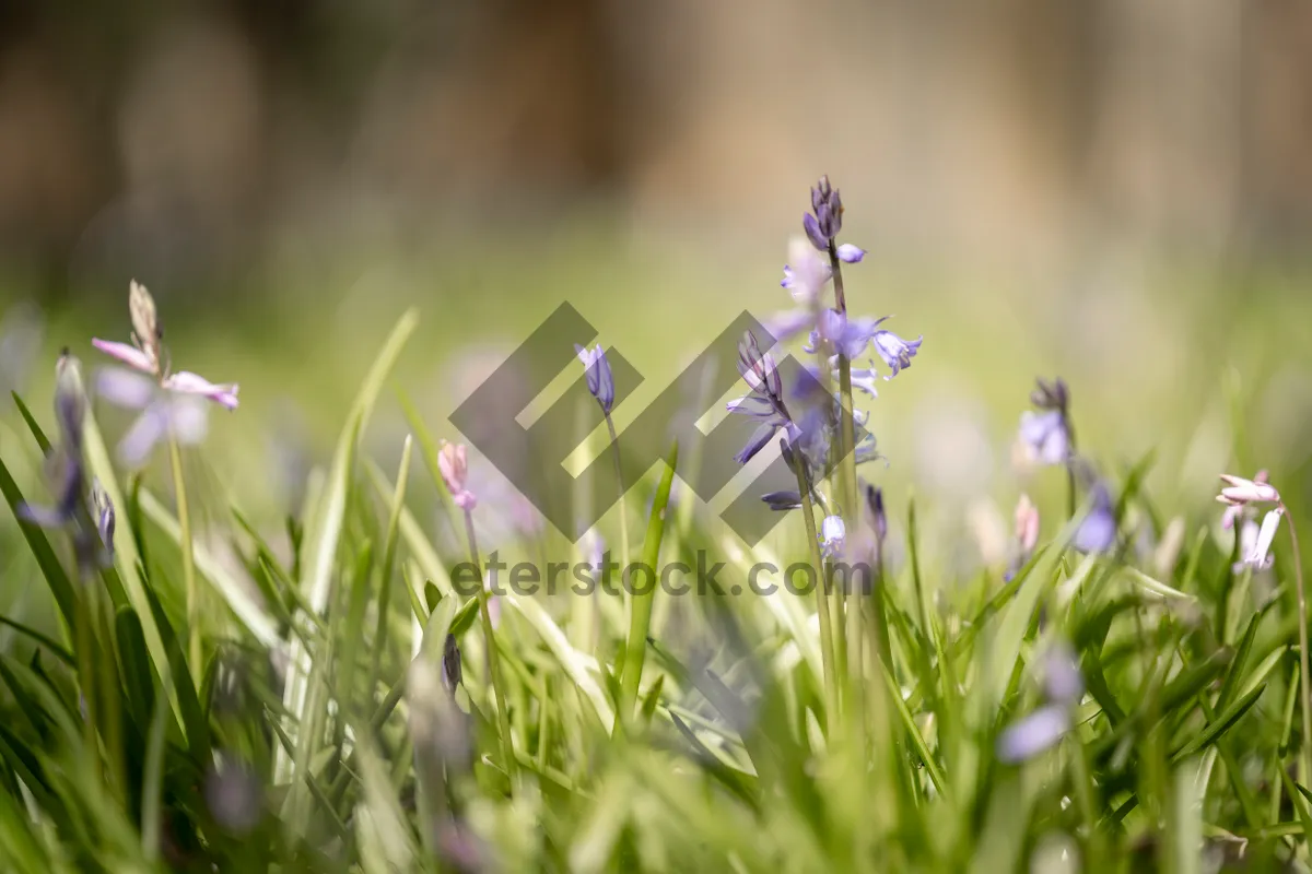 Picture of Wild Lavender Blooms in Rural Summer Landscape Field