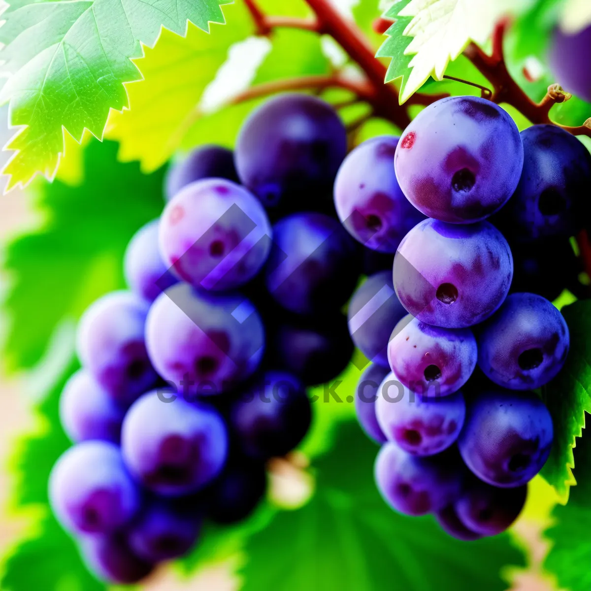 Picture of Juicy Autumn Harvest: Ripe, Organic Grape Cluster