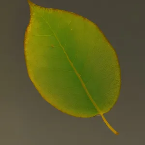 Lacewing on Lemon Blossom: Nature's Yellow Delight