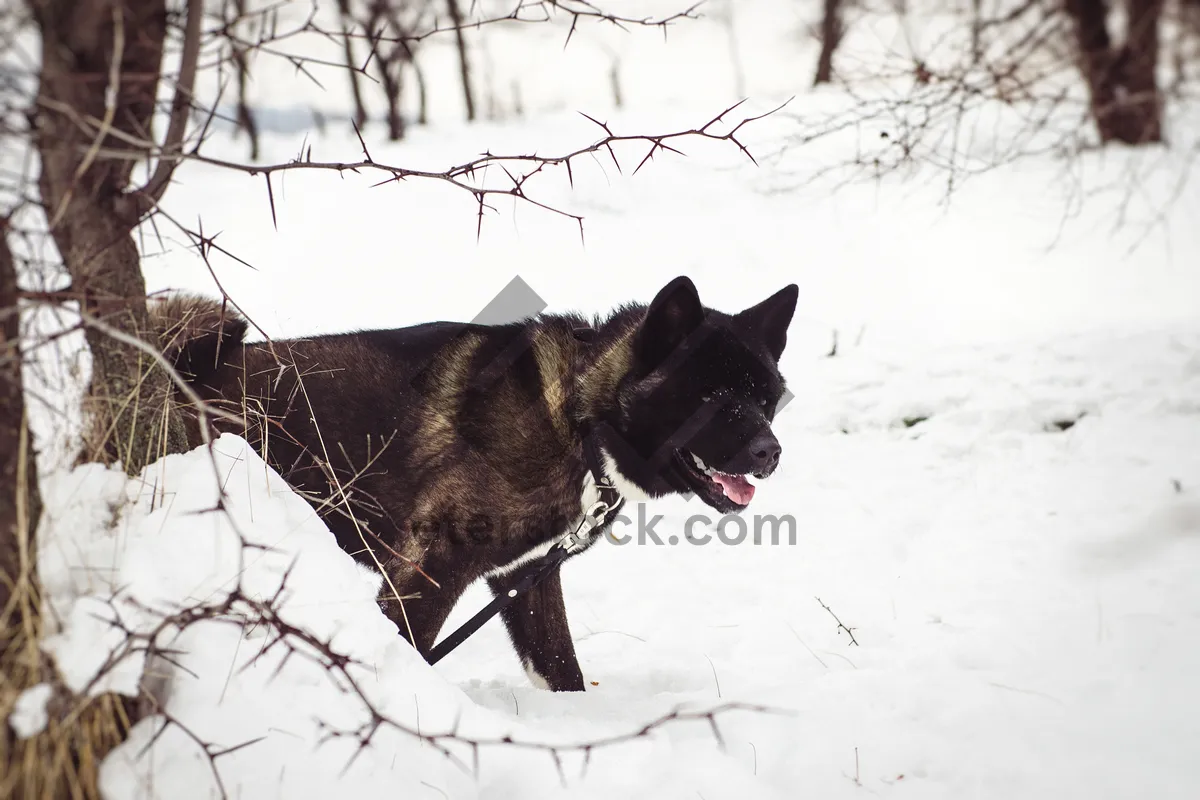 Picture of Fluffy winter watchdog with striking eyes.