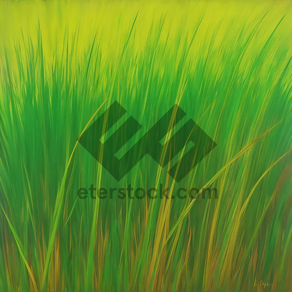 Picture of Bright Summer Wheat Field Growing in Natural Rural Landscape