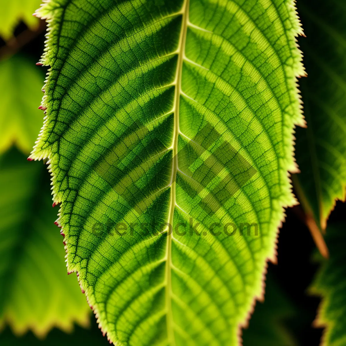 Picture of Vibrant Spring Elm Tree Leaves in Lush Forest