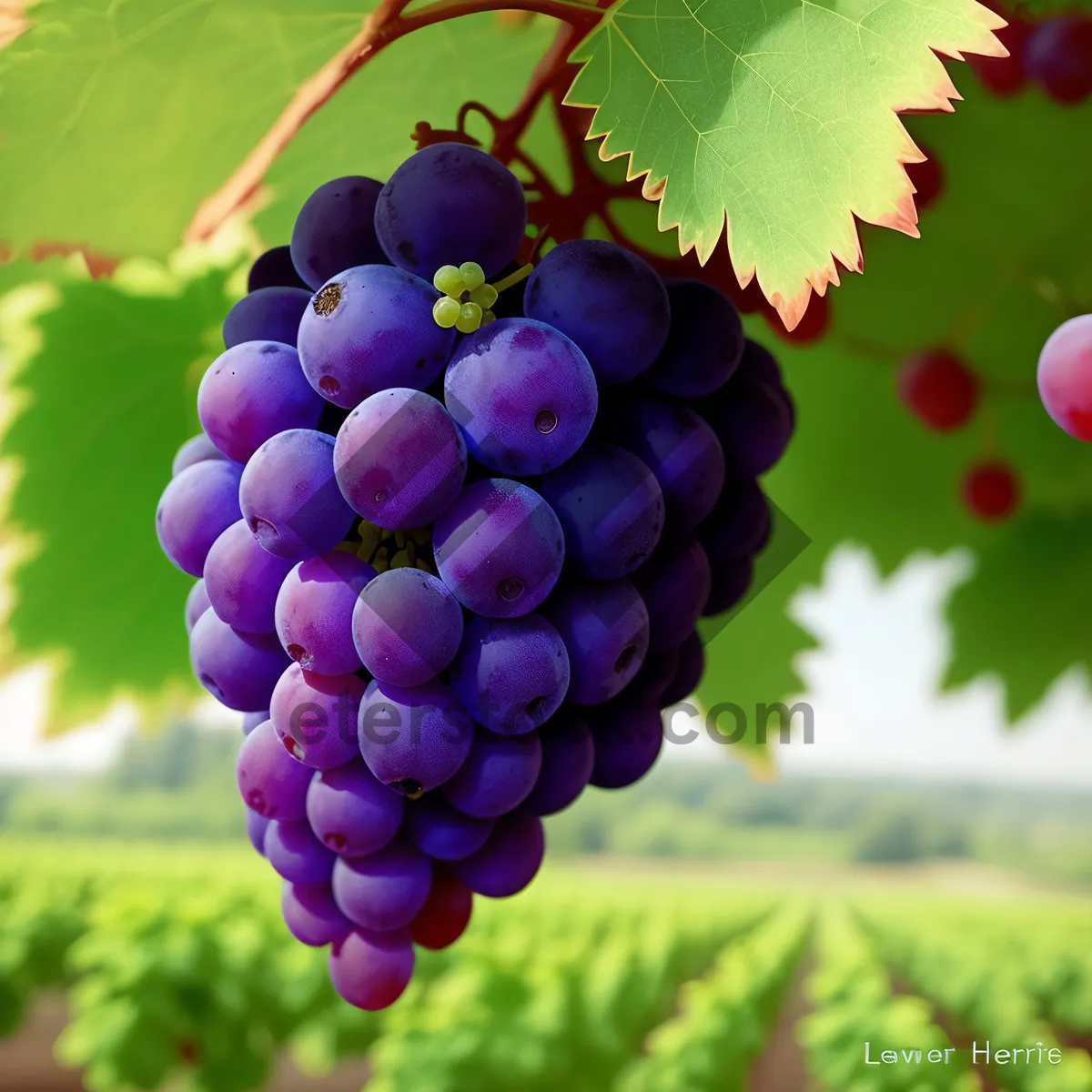 Picture of Juicy Autumn Harvest: Purple Grape Cluster in Vineyard