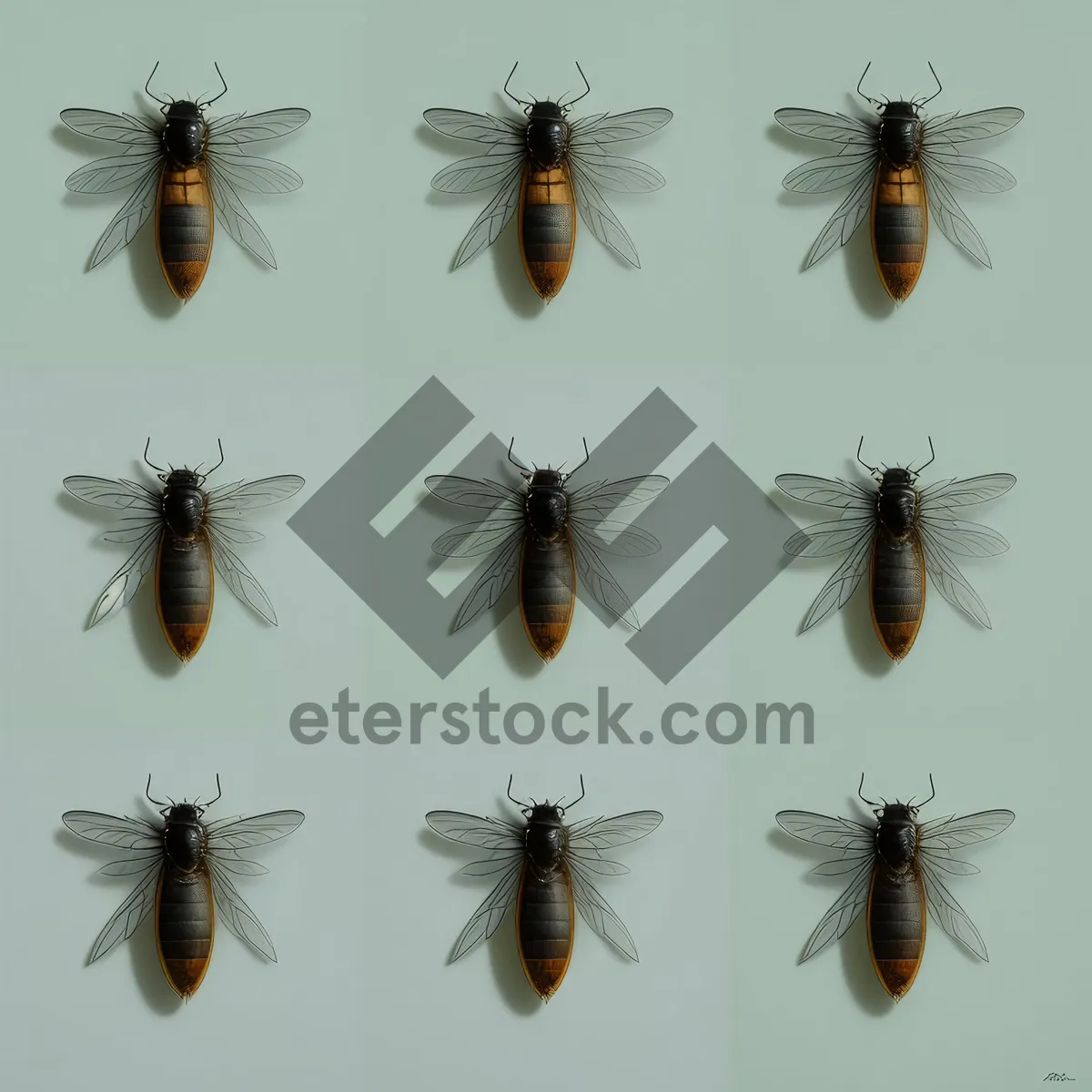 Picture of Closeup of Black Insect Wing: Wildlife Arthropod Fly