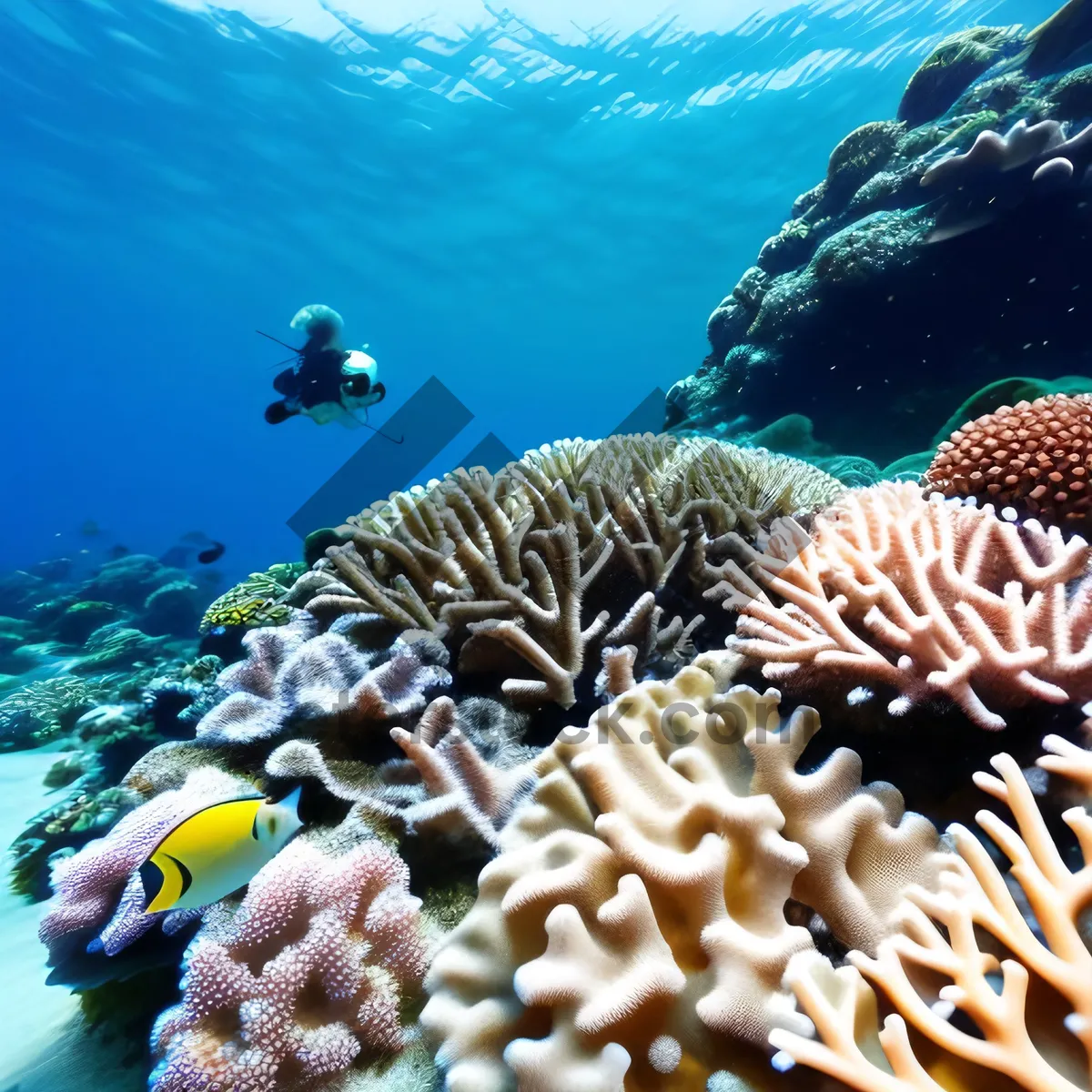 Picture of Deep Blue Tropical Coral Reef Dive