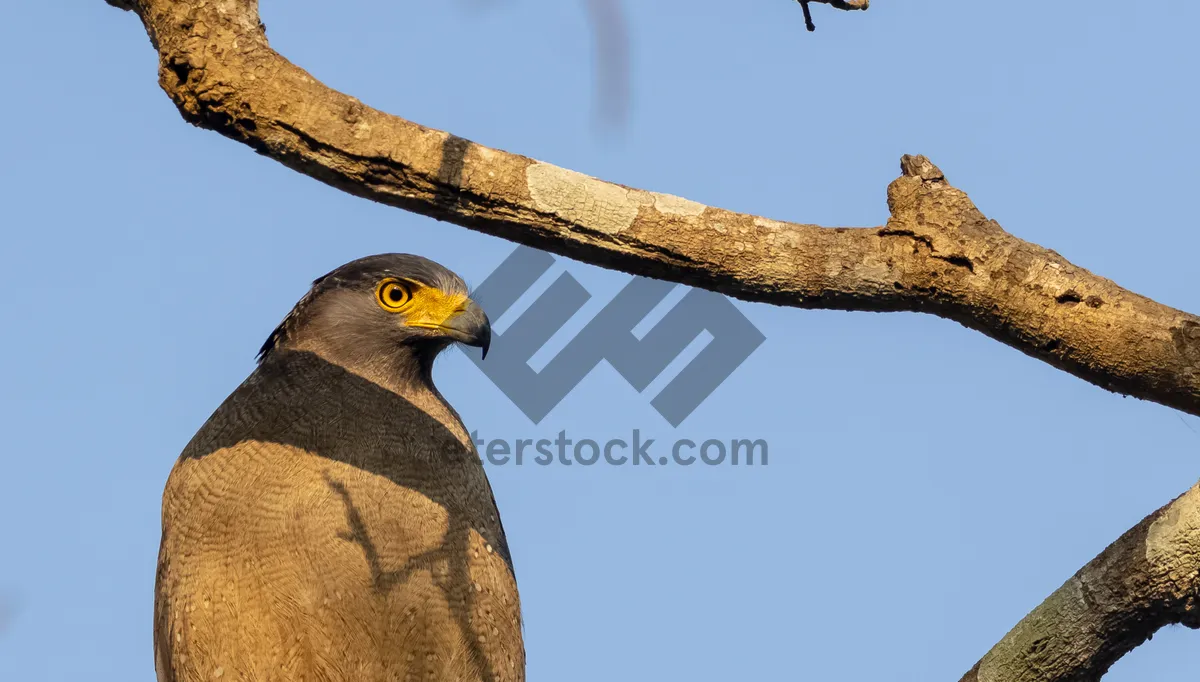 Picture of Majestic falcon with piercing predator eyes and wings spread.