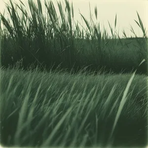 Summer Fennel in Sunlit Grass Field